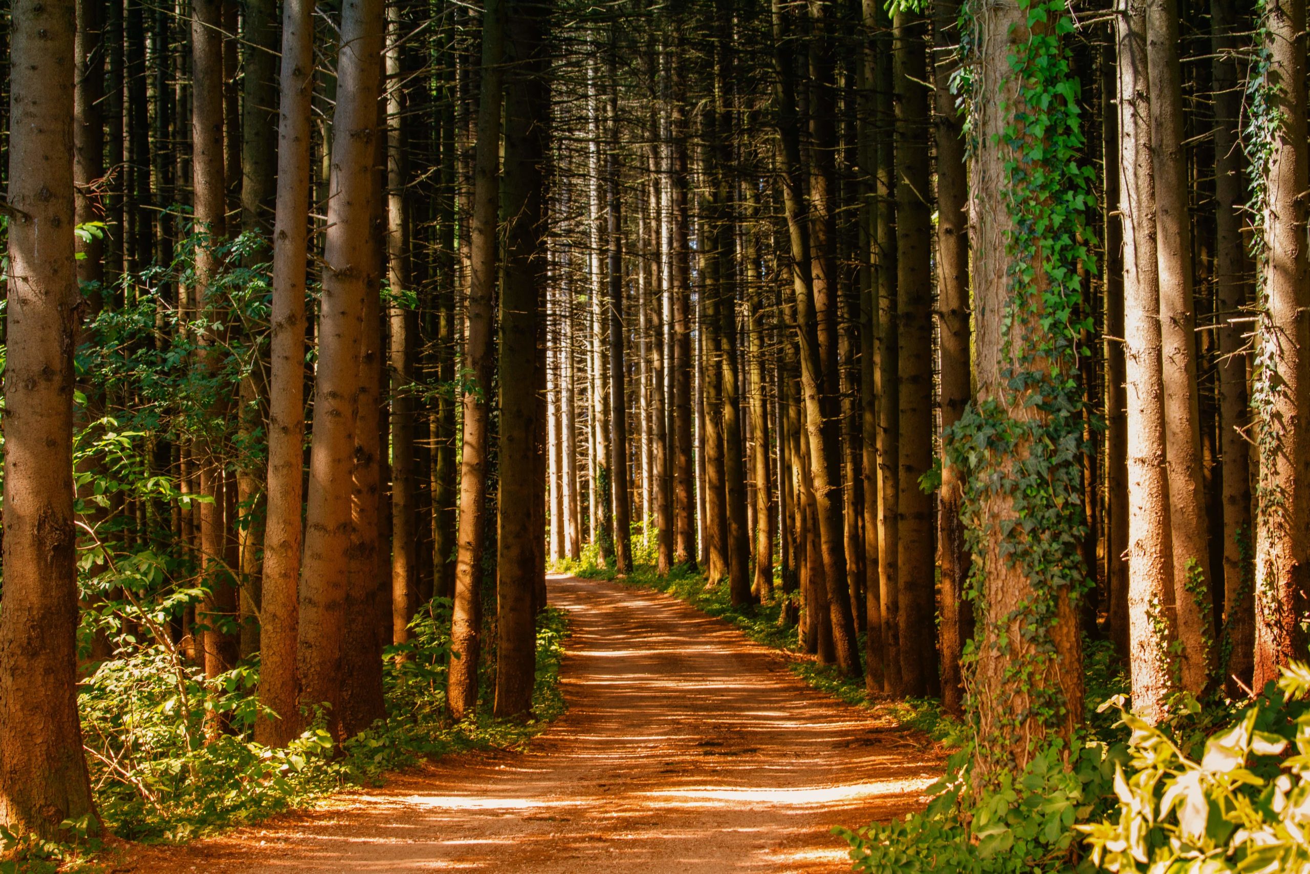 Chemin forestier bordé de grands arbres ensoleillés
